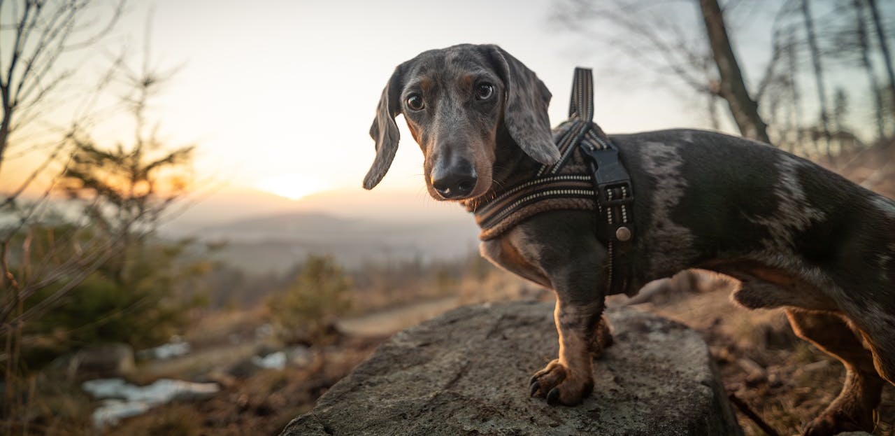 Góry Opawskie z psem – czy to dobry pomysł na górską przygodę?