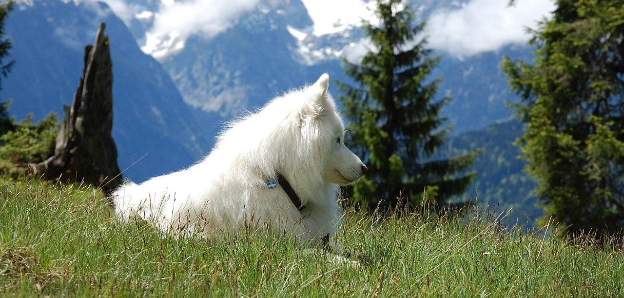 Góry Orlickie z psem – idealny kierunek dla czworonoga i jego opiekuna