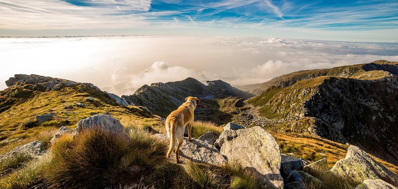 Góry Kamienne z psem – gdzie się wybrać?