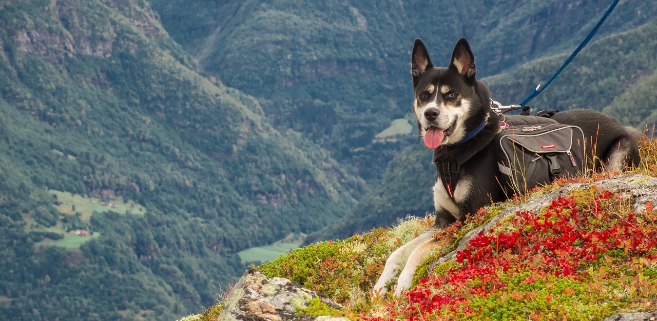 Sudety Wschodnie z psem – na jakie szlaki turystyczne wyruszyć?