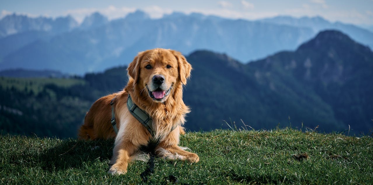 Gdzie wybrać się w góry z psem w Beskidach?