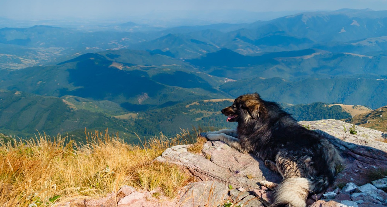 Czy i gdzie wybrać się z psem w Beskid Niski?