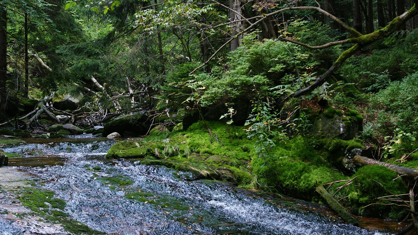 Karkonosze